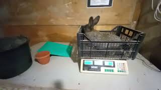 Помесные крольчата 2 мес