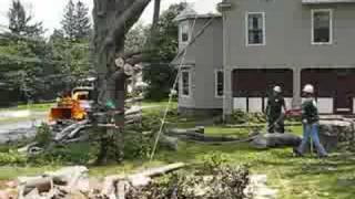 Beech Tree Removal