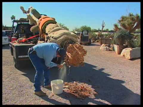 Video: Hur länge lever en saguaro kaktus?