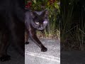 超人気ノラネコ (猫パンチ君) Cat's Punch (Kobe City,Japan )