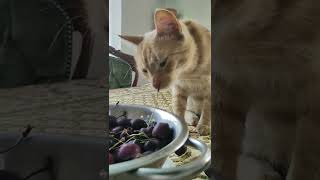 Sweet cherries for a sweet ginger cat -  is Diego a vegan kitty? by kotomaniak 47 views 1 year ago 1 minute, 21 seconds