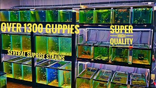 HUGE GUPPY IMPORT SHIPMENT UNBOXING 3/5/23