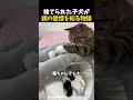 【感動】この子犬、ちゃんと愛される場所を見つけました