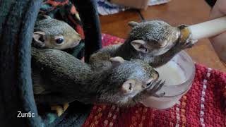 hand feeding baby squirrels with a syringe