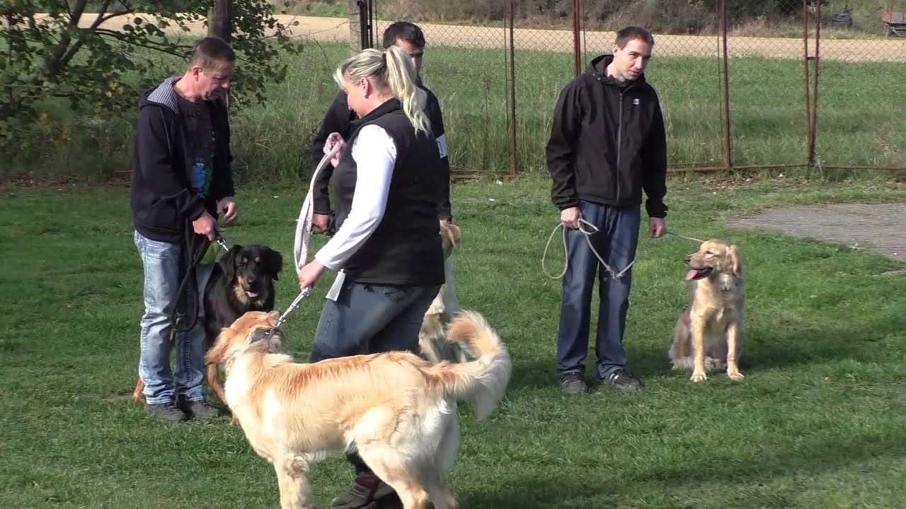 Hovawart Flóki 15 - Svod mladých, září 2015