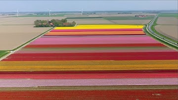 Colourful Tulip Fields In Holland