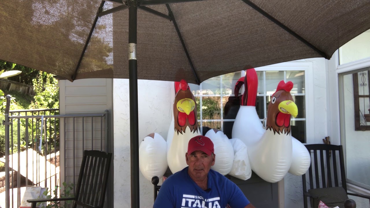 Mondays with Mike: Chickens - YouTube