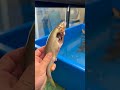 川にいるトカゲに海の魚を与えると塩分が多過ぎて……