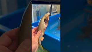 川にいるトカゲに海の魚を与えると塩分が多過ぎて……