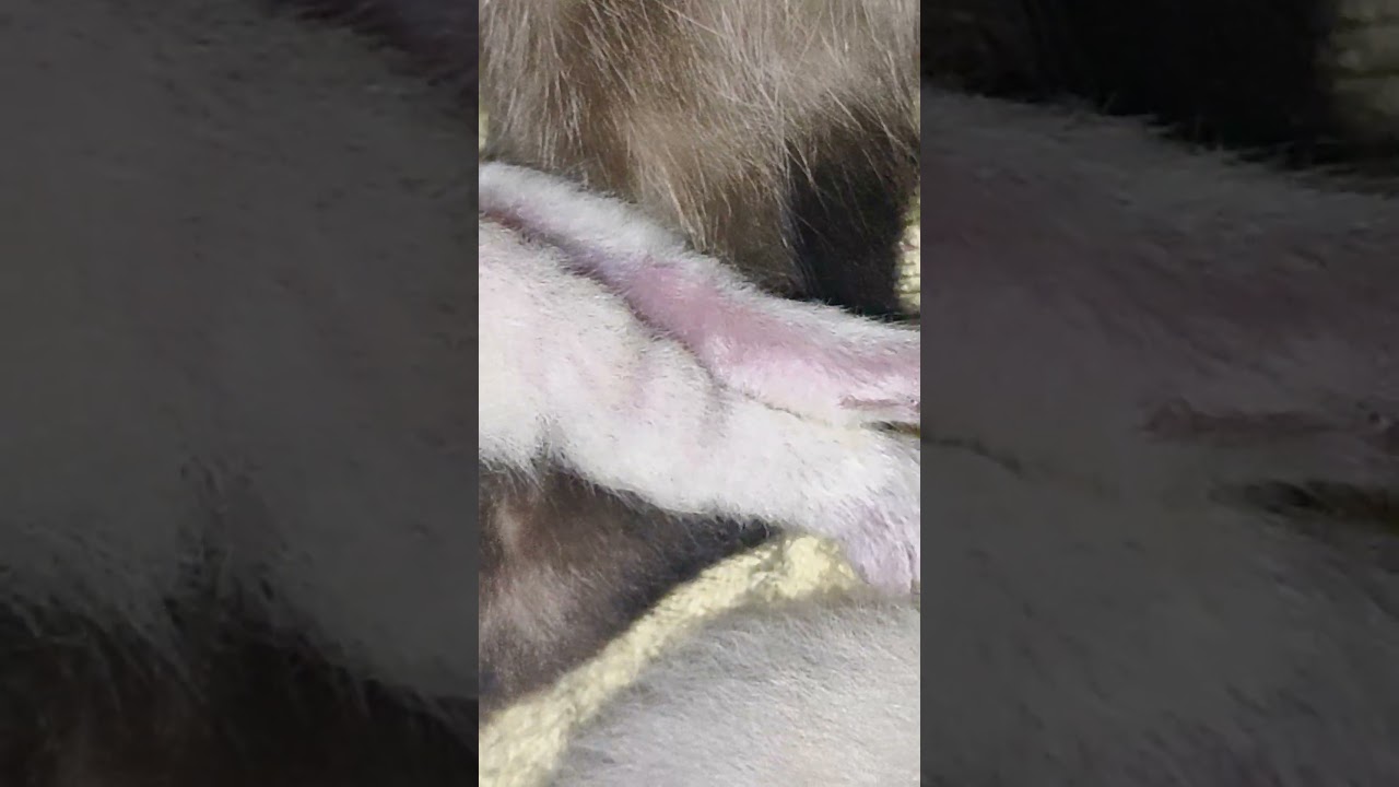 #babysiamese #siamesemilking #pawsandfurstories #realanimals