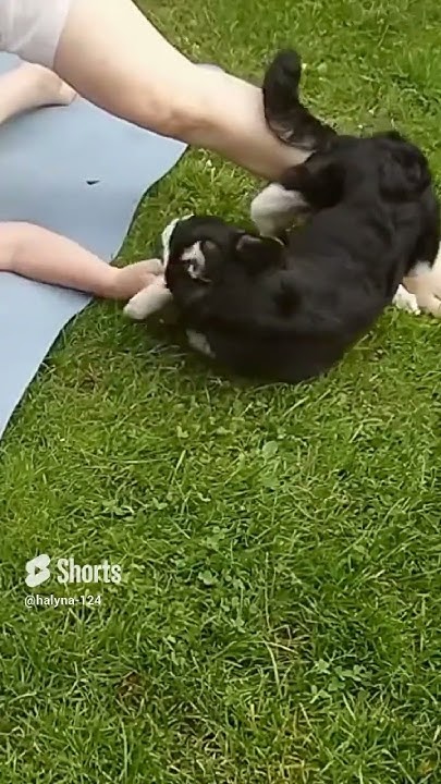 Зарядка с собакой. Помогает или мешает🐶💪 #германия #собака #юмор_на ...