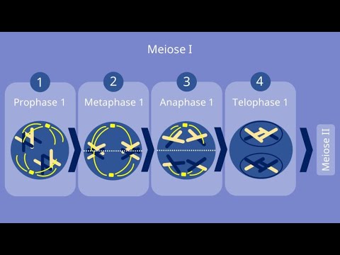 Видео: В каква фаза хомоложните хромозоми се подреждат на екватора?