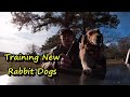 How to train beagles to run rabbits/How to train great rabbit dogs /Beagles running Rabbits,