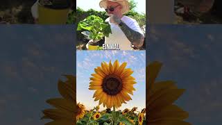 Ansage 😂🤦♂️ | @zarbex | #sonnenblume #zarbex #fürdich