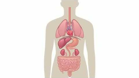 Health Benefits of Fasting in Ramadan   Animated Video
