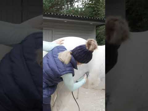 HORSE GETS A