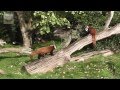 Red Pandas with cubs at Cotswold Wildlife Park