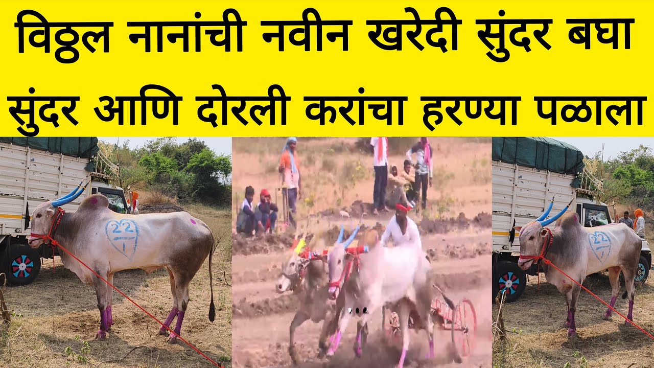 विठ्ठल नानांची नवीन खरेदी सुंदर…#bailgadasharyat #bailgada #bailgadapremi 