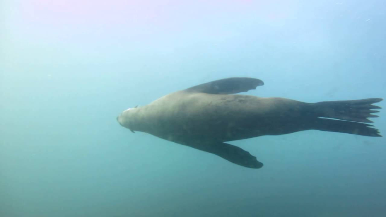 Montague Island - diving with seals, rays and sharks