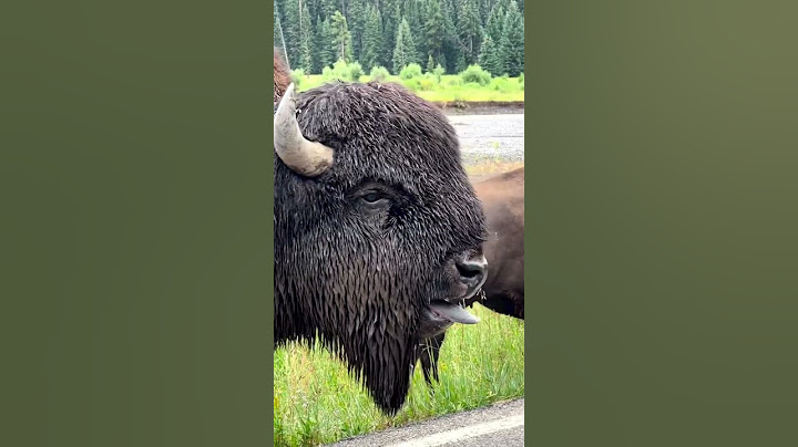 #Hey! - #Bison - #Bisonte 🦬😛