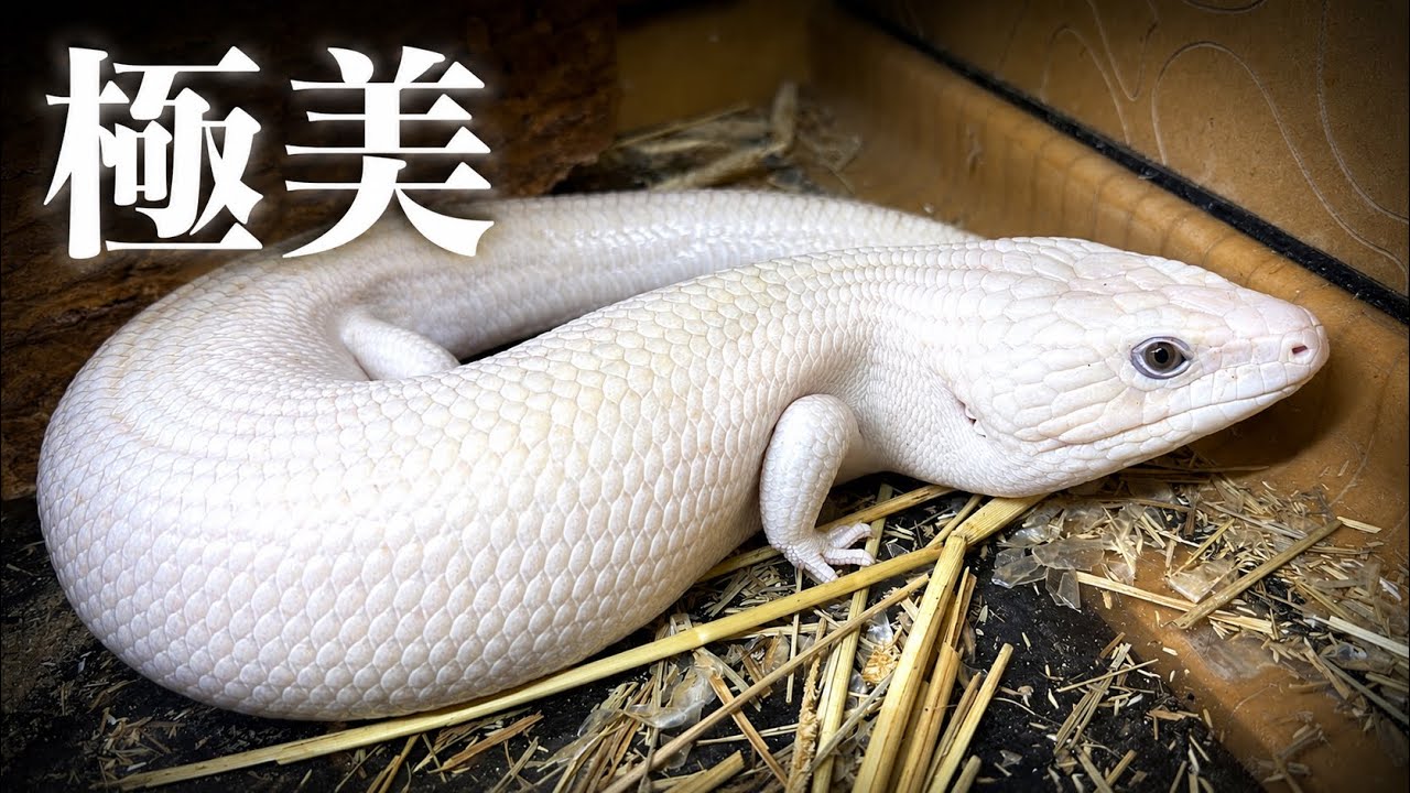 This white Tsuchinoko is way too divine - YouTube
