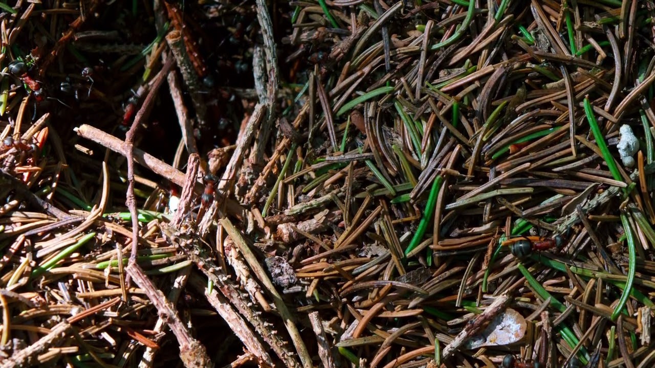 Hadula - war against myself