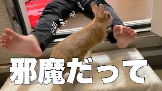 お姉ちゃんにはちょっと強気な妹うさぎ　#1044