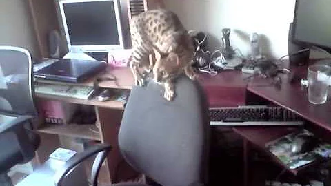 Video 3882341: bengal kitty, bengal fun, kitty playing