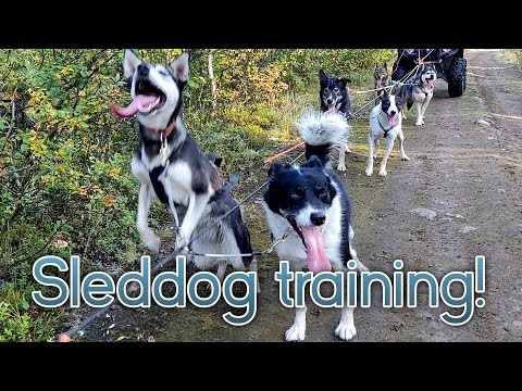 Videó: Hogyan tanítsunk egy kutyát, hogy húzzon egy szánkót