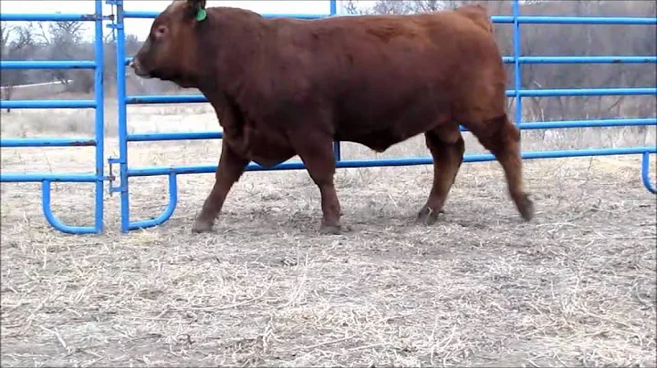 Overmiller 2011 Fall Red Balancer Bulls