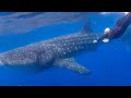 Tour Tiburón ballena - Shark whale&#39;s tour