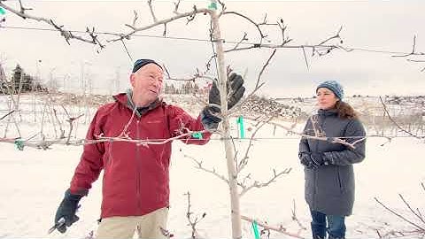 Honeycrisp Meetup: Crop Load.