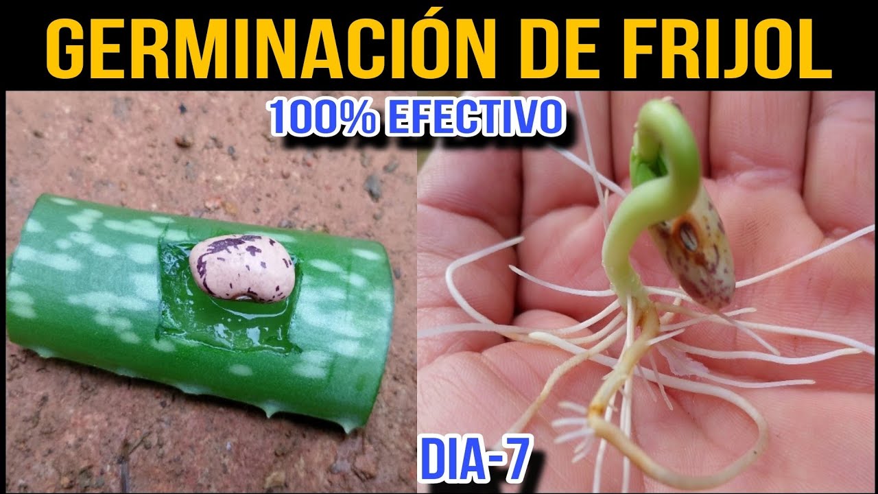 experimento de germinación de frijol paso a paso ( experimento casero