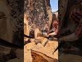 cortando árbol gigante 💪🔥 #chainsaw #sthil #asmr #madera #woodworking
