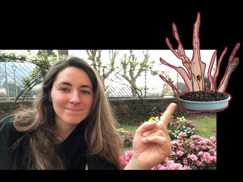 Video: Che cos'è una Stewartia giapponese: scopri la cura della Stewartia giapponese