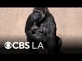 L.A. Zoo welcomes fifth baby great ape of the year