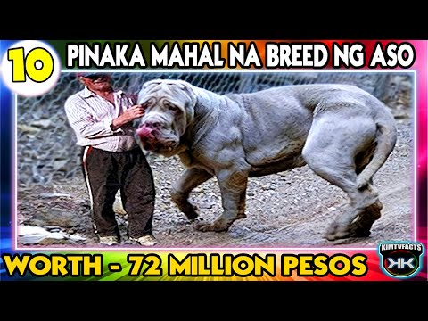 10 PINAKA MAHAL NA BREED NG ASO SA MUNDO | GRABE 72 MILLION PESOS ANG HALAGA | MOST EXPENSIVE DOG