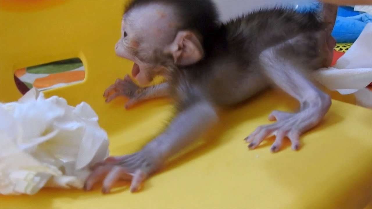 35/ Tiny VALEN scream angry when sister clean stool by heavy hand during change urine pants for bath