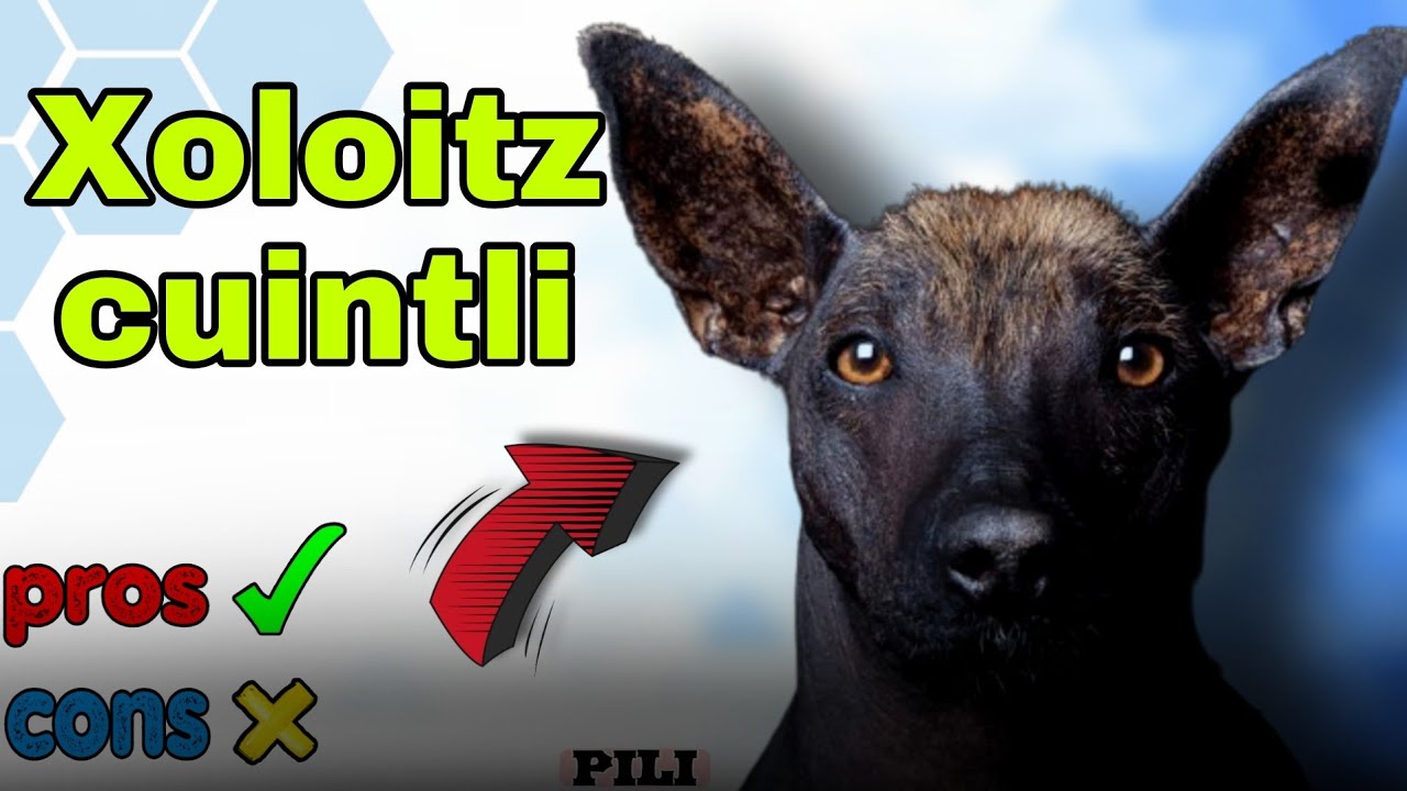 Pros and Cons Xoloitzcuintli|xoloitzcuintli dogs 101|Mexican Hairless Dog😳