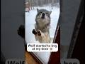 This wolf needed my help ❤️ #wholesome #animals
