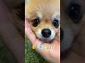 きなこの連続芸✨ #pomeranian #ポメラニアン #きなこ #ソイ #新しい家族 #小型犬 #癒し#あごのせ #कुत्ता #पोमेरेनियन