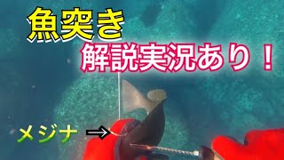 【魚突き】モリで色々な魚を突いてみた！【解説実況付き】[モリ突き]