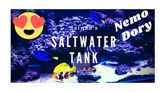 Далайн аквариум(Reef tank)