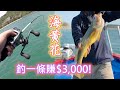 青馬黃蝦餌釣高價夢幻魚