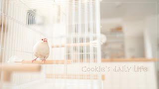 クッキーのお引越し【HOEI】 R440M-P から【HOEI】２１手のりＰ/クリーム文鳥のクッキーの日常