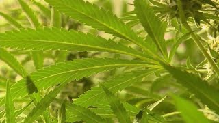 Bill helps medical marijuana patients receive care without delay