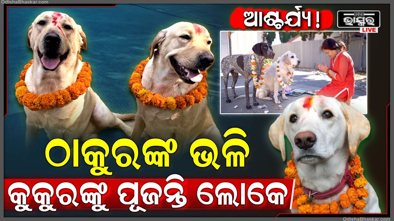 ଫୁଲମାଳ ଦେଇ ମିଠା ଖୁଆଇ କୁକୁରଙ୍କୁ ପୂଜା କରନ୍ତି ଏହି ଦେଶର ଲୋକମାନେ