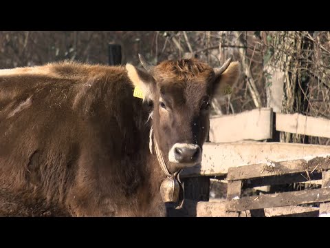 Videó: Hogyan Lehet Megtanulni A Sajtót Pumpálni