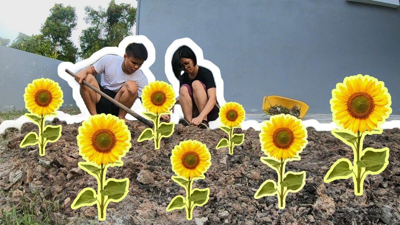 在自家院子种植计划开始 一排排向日葵说种就种 浇个花都可以吵架 Youtube