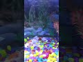 मछली जल की रानी है #aquarium #goldfish #trending #youtubeshorts #youtube #shorts
